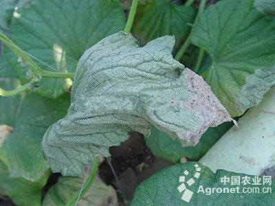 黄瓜白化叶的防治