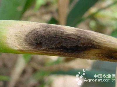 大葱黑斑病的防治