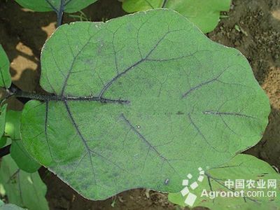 茄子斑枯病的防治