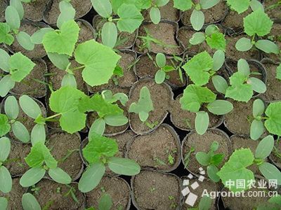 黄瓜不出苗或出苗不齐的防治