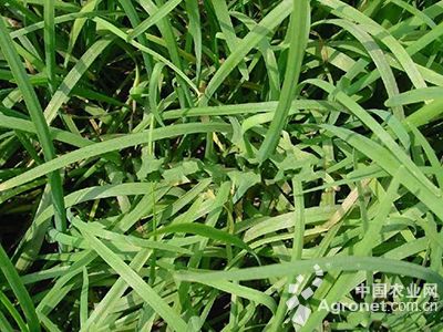 韭菜黄叶和干尖的防治