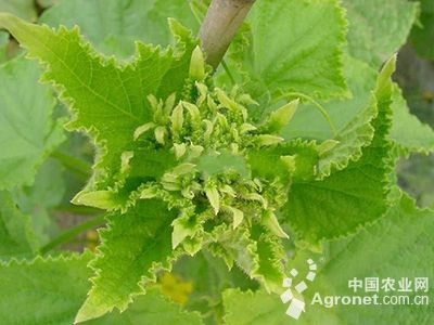 黄瓜花打顶的防治