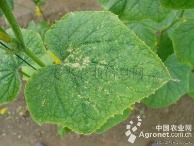 黄瓜黄绿杂斑叶的防治
