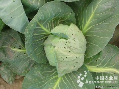 甘蓝菜青虫的防治