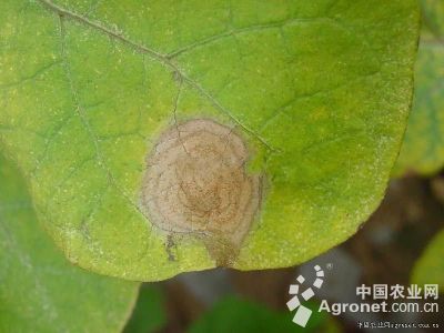 茄子灰霉病的防治