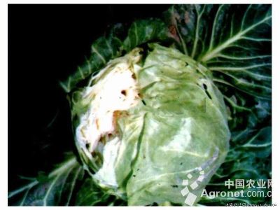 甘蓝裂球的防治