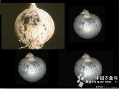 洋葱黑曲霉病的防治