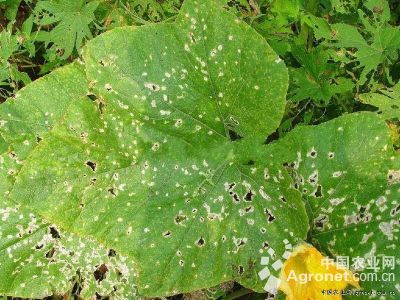 南瓜黄单胞叶斑病的防治