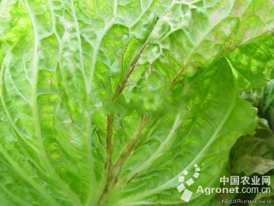 大白菜黄萎病的防治