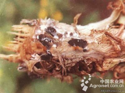 大白菜菌核病的防治