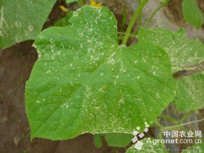 黄瓜辛硫磷药害的防治