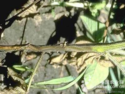 菜用大豆茎腐病的防治