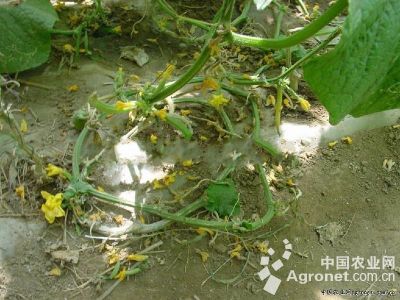 黄瓜植株下部叶片变黄的防治