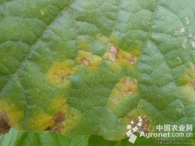 黄瓜褐斑病的防治