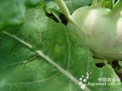 球茎甘蓝黑斑病的防治