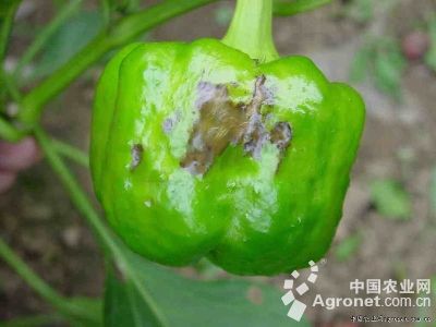 辣椒疮痂病的防治