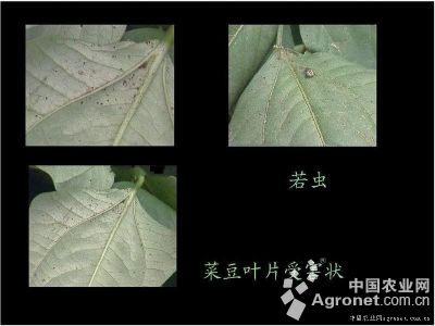 豇豆茶翅蝽的防治