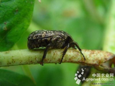 豇豆白星花金龟子的防治