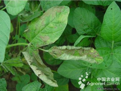 菜用大豆疫病的防治