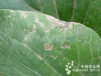 油菜霜霉病的防治