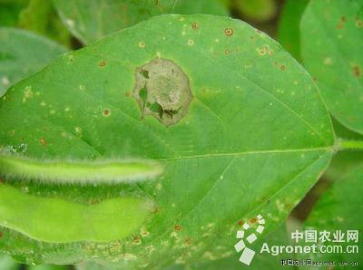 菜用大豆紫斑病的防治