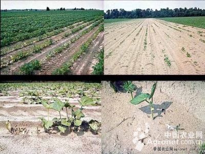 菜用大豆猝倒病的防治