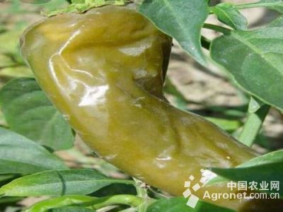 辣椒绵腐病的防治