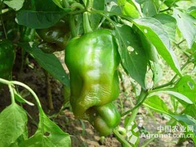 辣椒绵腐病的防治
