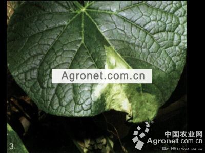 黄瓜疫病的防治