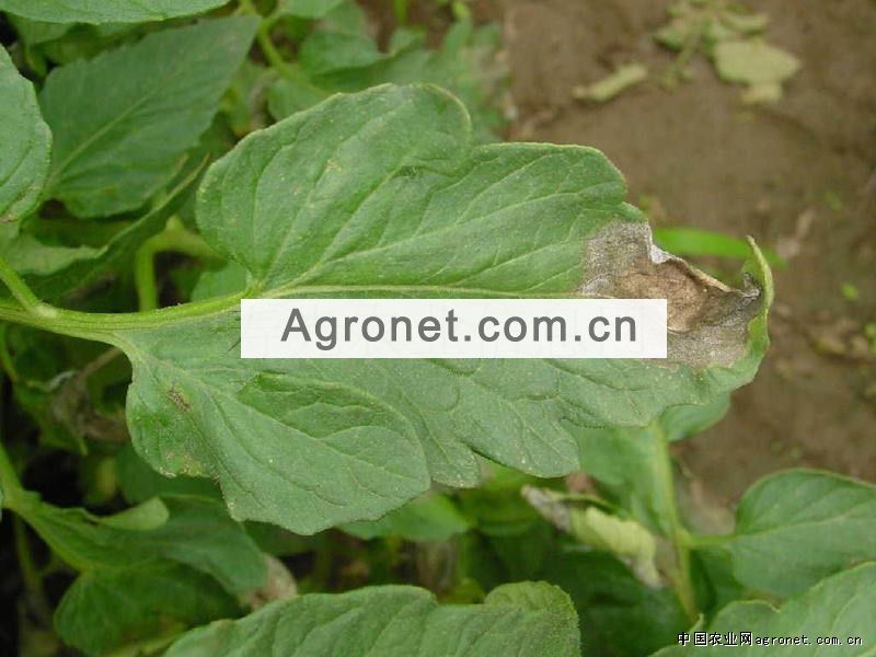 番茄晚疫病
