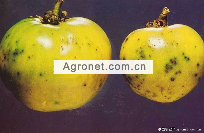 番茄细菌性斑疹病