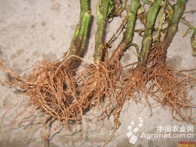 番茄疫霉根腐病的防治
