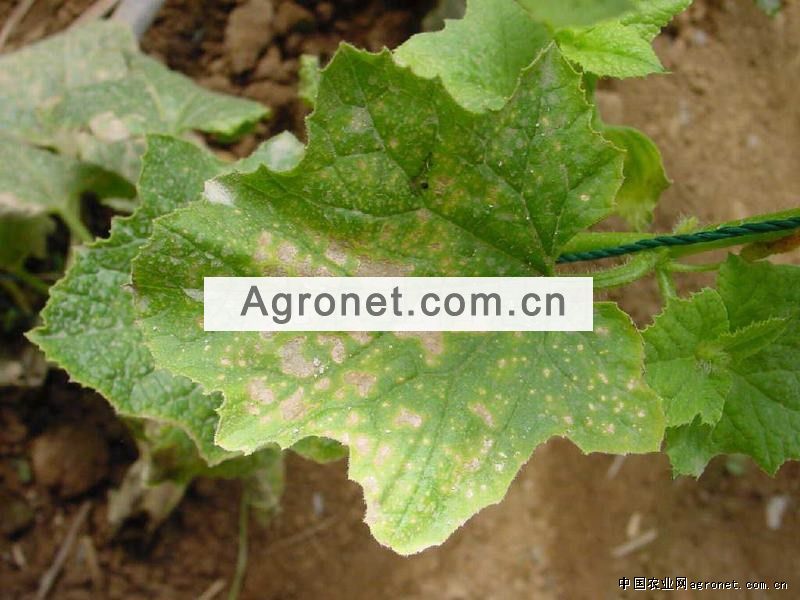甜瓜叶枯病的
