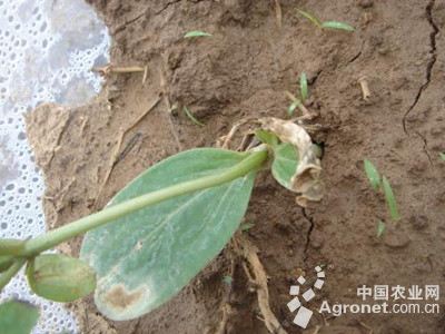 西瓜灰疫病的防治
