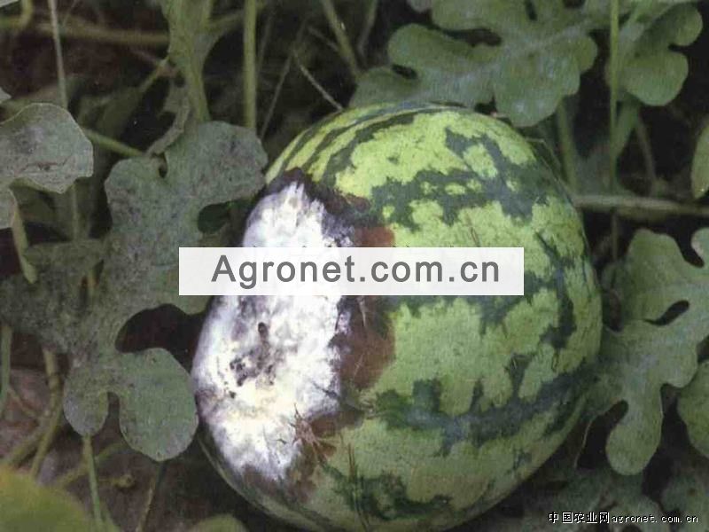 西瓜疫病