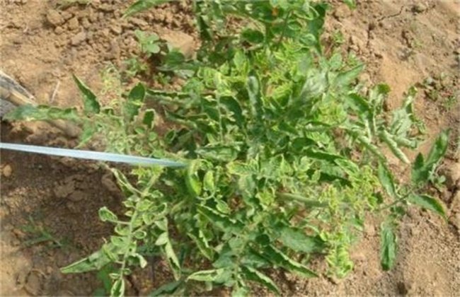 蔬菜激素中毒原因及缓解措施