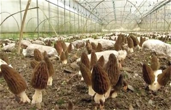 羊肚菌种植关键因素
