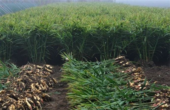 生姜常见施肥误区