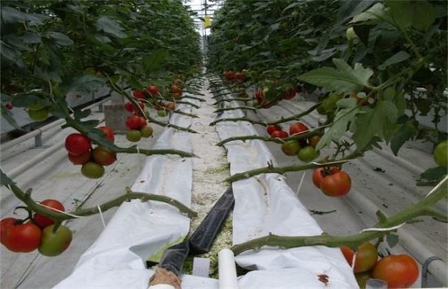 番茄无土栽培技术要点