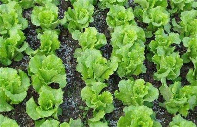 球生菜不结球的原因