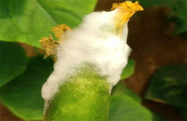 黄瓜长白毛是什么原因