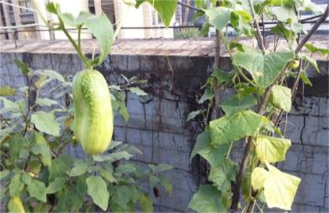 秋黄瓜产量低原因及防治方法