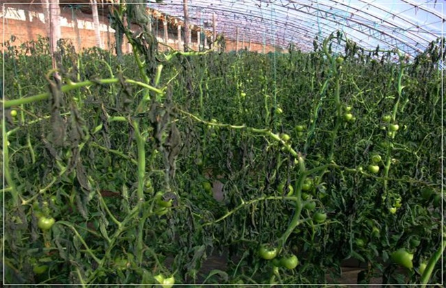 西红柿冻害怎么办