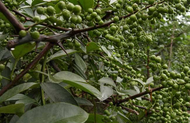 花椒的采收时间与方法