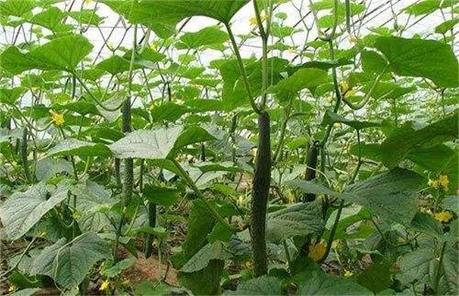 黄瓜的中后期管理技术