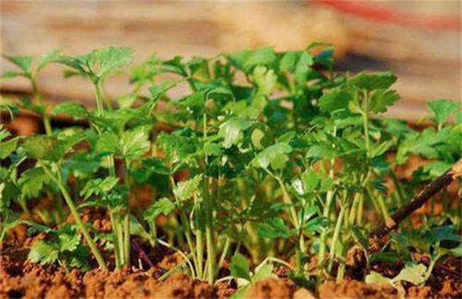 香菜施肥方法