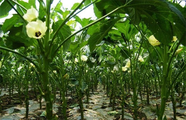 秋葵的采收方法及保存