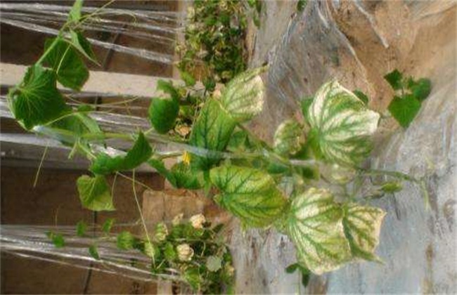 黄瓜死棵原因及防治措施