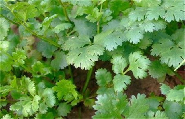 香菜叶片发白的原因及解决方法