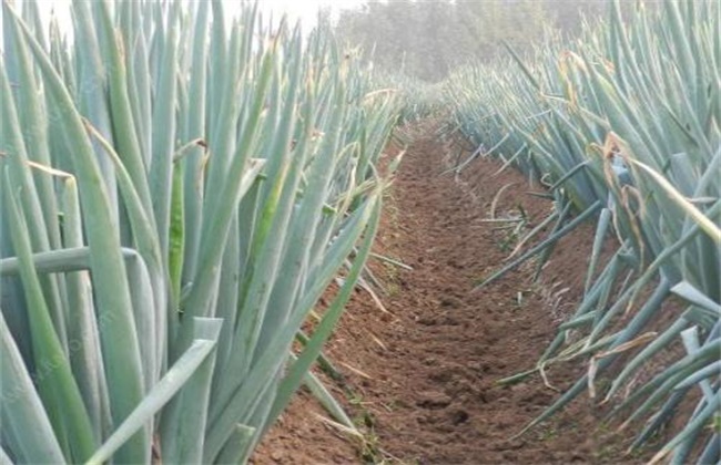 大葱干尖的原因及防治措施